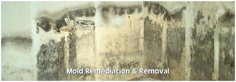 Mold remediation wisconsin dells, wi  Get a Quote